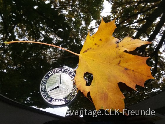 HERBST